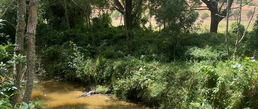 A brown river several metres across runs beneath shady trees.