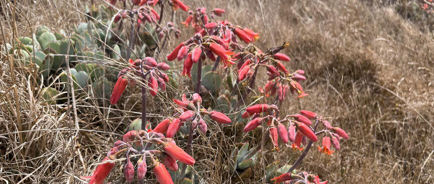 Red bell-shaped flowers hang their heads above fat green succulents.