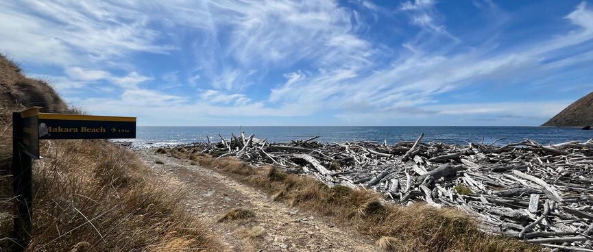 To the right of the path, the beach is hidden under piles of driftwood.