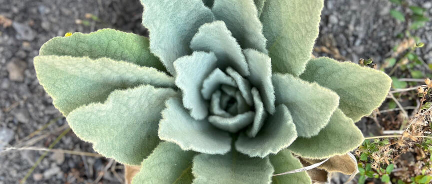 A green succulent plant with layers of triangular leaves grows from the rocky dirt.