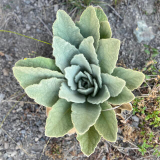 A green succulent plant with layers of triangular leaves grows from the rocky dirt.