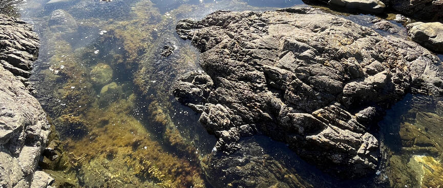 Green and brown plants grow in clear rockpools.