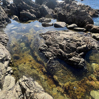 Green and brown plants grow in clear rockpools.