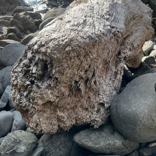 A heavily textured tree trunk lies on a pile of small boulders.