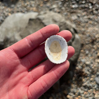 Yellow and white inside of an empty white sea shell.