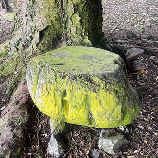 A slice of tree trunk has a flattened top and is covered in a green chalky substance.