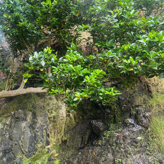Water dribbles down a rock face, near green shoots growing vertically from a horizontal tree branch.