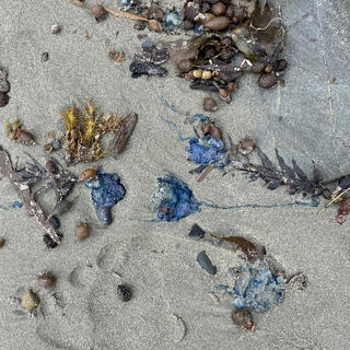 Washed up seaweed and dead blue bottles lie in the sand.