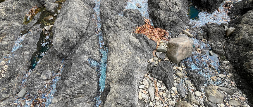 Tiny blue pellets lie in a narrow rock pool.