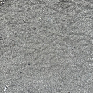 V-shaped imprints on a sandy beach.