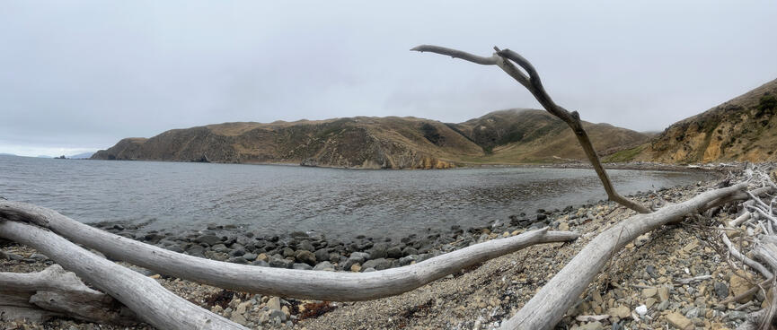Panoramic view of a bay and a long piece of driftwood.