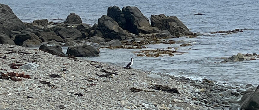 A black and white bird stands on the beach and watches the sea.