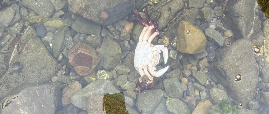A white crab sits in a shallow rockpool.