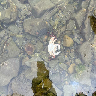 A white crab sits in a shallow rockpool.
