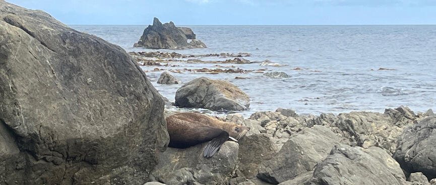 A seal lies on rocks and rests its chin on its flipper.