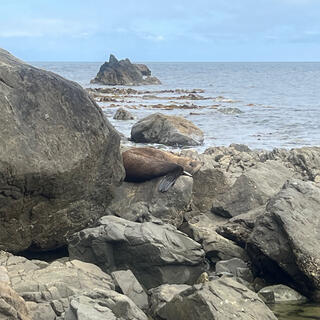 A seal lies on rocks and rests its chin on its flipper.