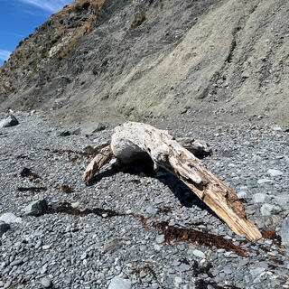 Driftwood log with an arched back.