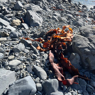 The dried kelp is orange.