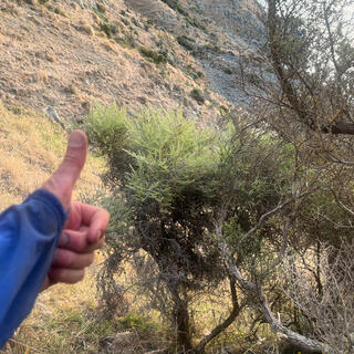 Giving the thumbs-up to a green shrub.