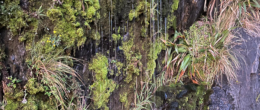 Water dripping from a moss covered rockface.