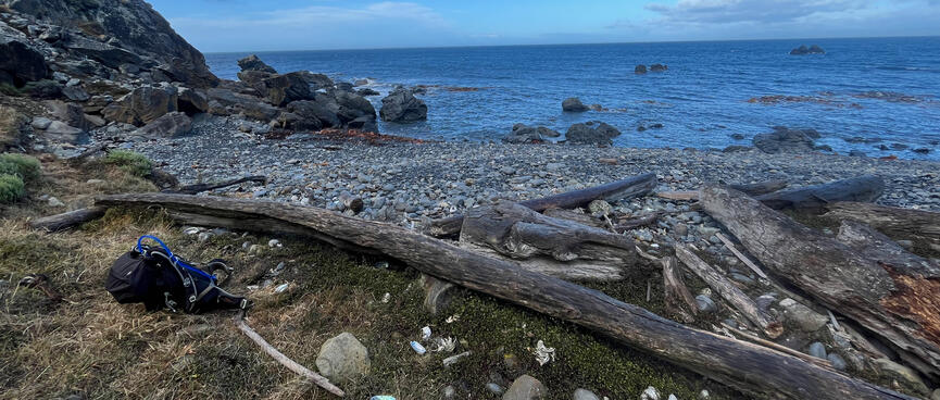 A long piece of driftwood lies between the beach and the grassd.