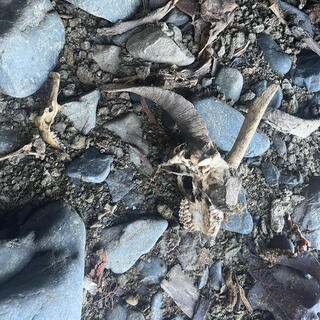 A skull, jawbone and other animal parts scattered amongst the rocks.