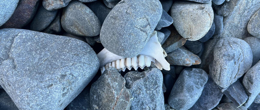 An animal part with a row of teeth attached.