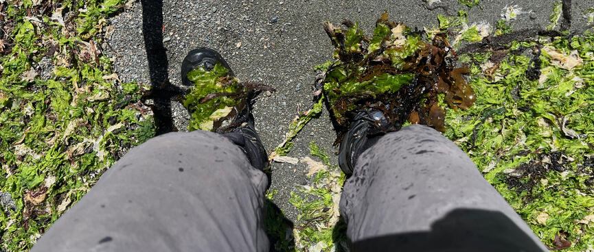My shoes are covered in bright green seaweed.