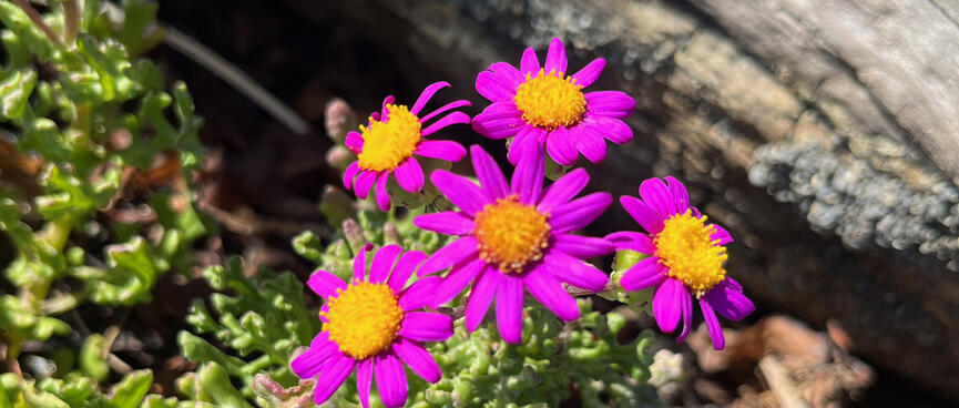 Small flowers with purple petals and yellow centers.