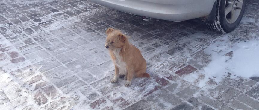 A small dog sits on snow streaked tiles.