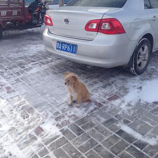 A small dog sits on snow streaked tiles.