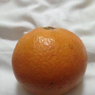 A round orange on a white sheet.