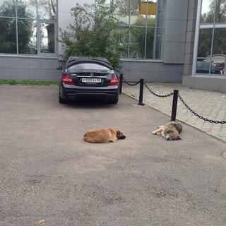 Two dogs lie sprawled behind a Mercedes in Irkutsk.