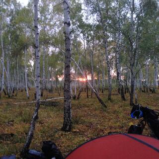 Watching the sun set through a thick forest of thin, pale trees.