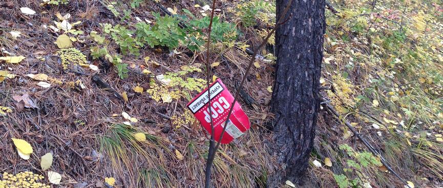 A discarded red packet reads 'CCCP'.