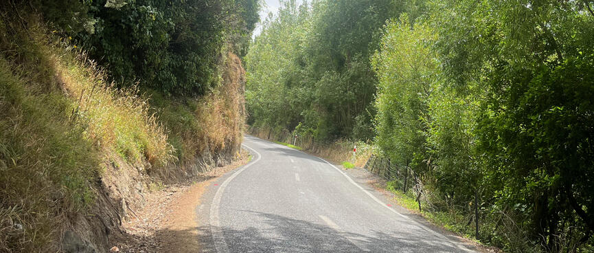 The 2 lane road narrows as it passes between trees and a wall.