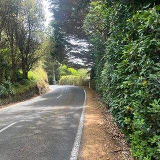 A tall green hedge next to a strip of pine needles. 