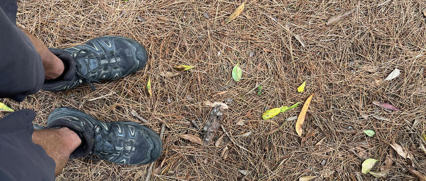Looking down at the pine needles and my tramping boots.