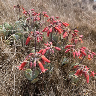 Red bell-shaped flowers hang their heads above fat green succulents.