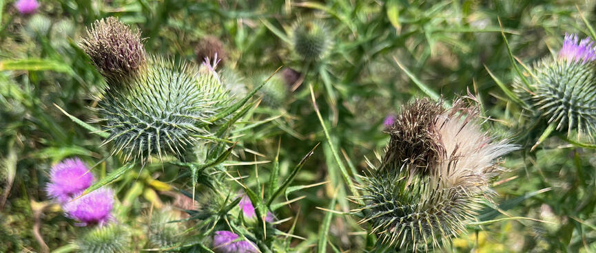 Green buds covered in spikes and pinky purple flowers.