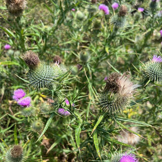 Green buds covered in spikes and pinky purple flowers.