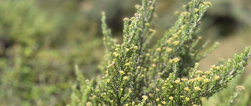 Tree branches covered in green fronts and tiny yellow flowers.
