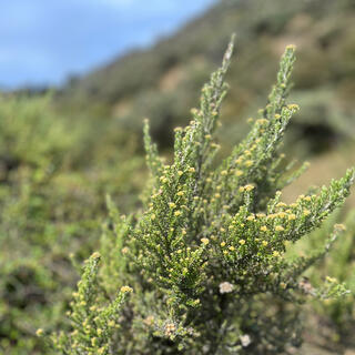 Tree branches covered in green fronts and tiny yellow flowers.