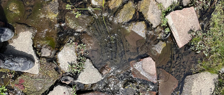 Green slime in water flowing slowly over rocks.