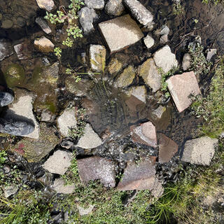 Green slime in water flowing slowly over rocks.
