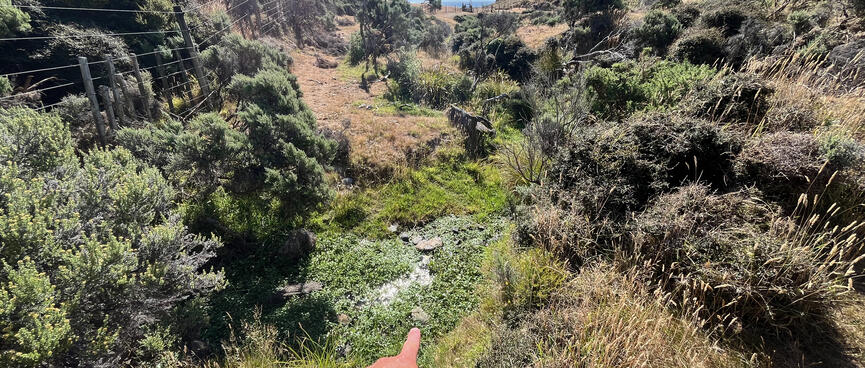 The sun sparkles off water surrounded by small green plants.