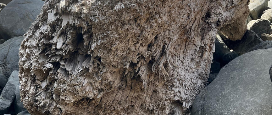 A heavily textured tree trunk lies on a pile of small boulders.