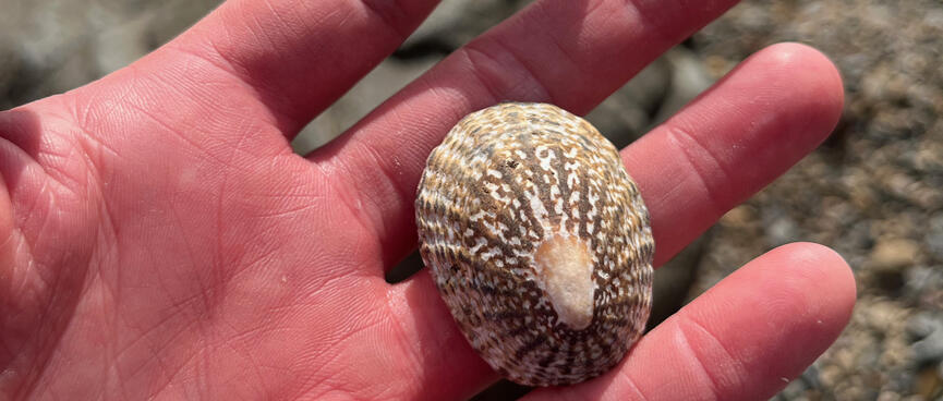 Brown and yellow striped outer of an empty white sea shell.