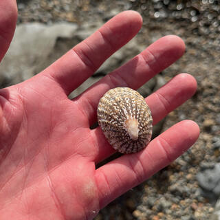 Brown and yellow striped outer of an empty white sea shell.