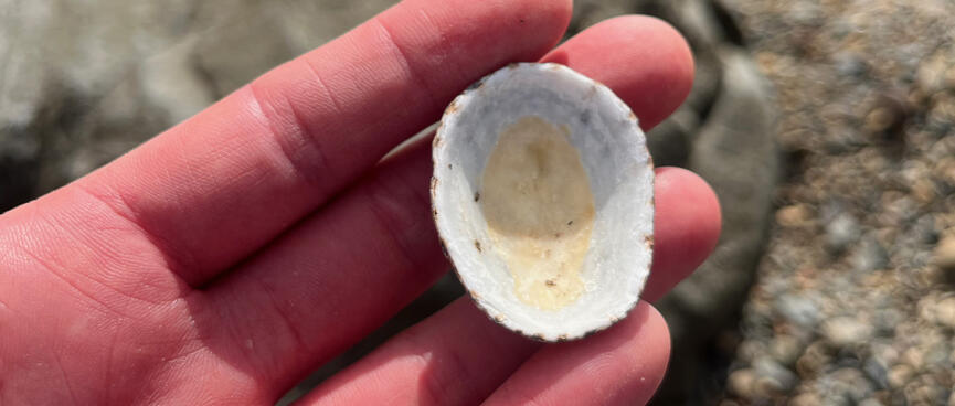 Yellow and white inside of an empty white sea shell.